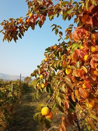 Close-up of fruits hanging on tree against clear sky