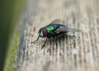 Close-up of housefly on wood