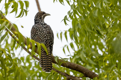 Low angle view of bird perching on tree