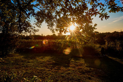 Sunlight streaming through trees on field during sunset