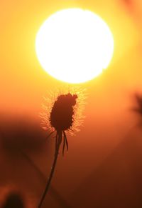 Close-up of dandelion flower at sunset