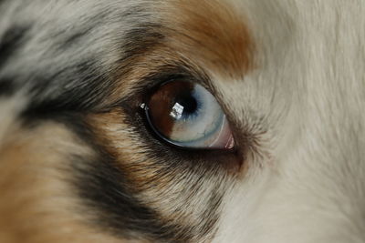 Close-up portrait of a dog