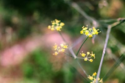 Close-up of yellow flowering plant