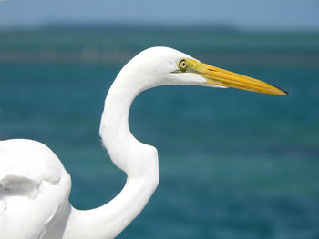 Great american egret portrait
