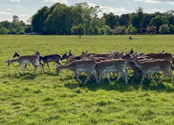 Horses grazing in a field