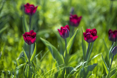 Close-up of red flowering plant