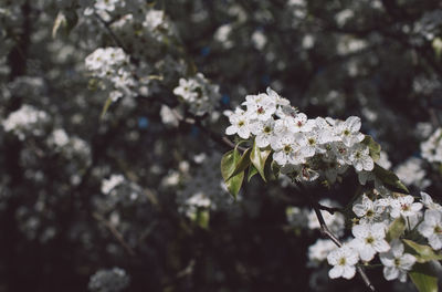 Close-up of white cherry blossoms in spring