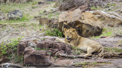 Lion in a field