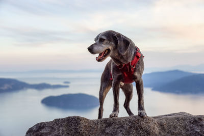 Dog looking away on rock against sky