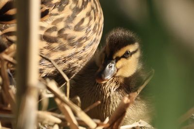 Close-up of a bird