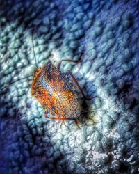 Close-up of coral in sea
