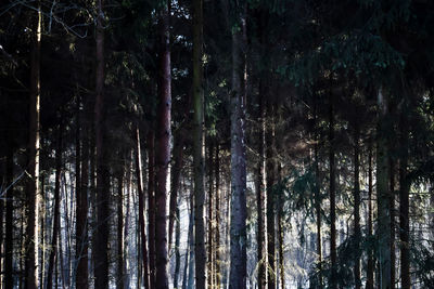 Low angle view of trees against sky at night