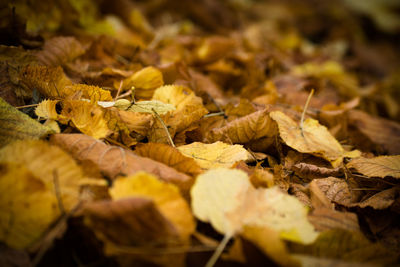 Surface level of autumn leaves