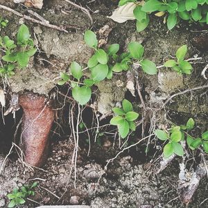 High angle view of plant growing on field