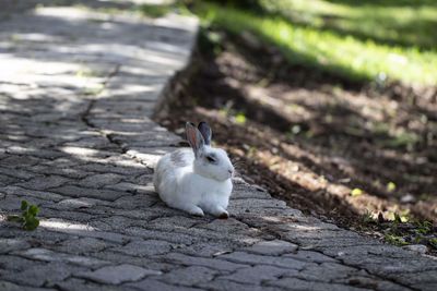 Close-up of sheep on ground