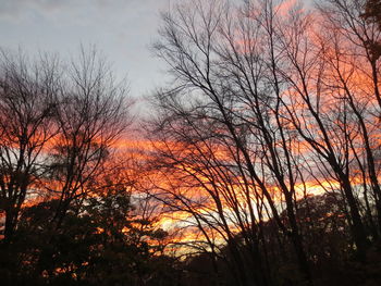 Silhouette trees against sky during sunset