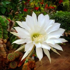 Close-up of white flowers blooming outdoors