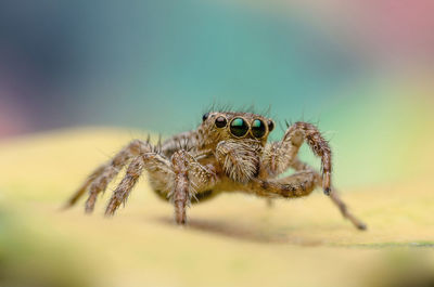 Close-up of spider