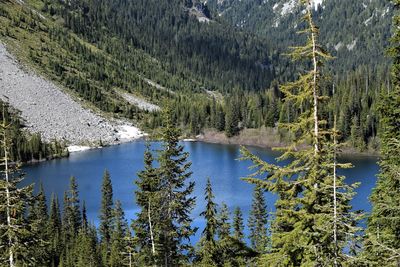 Pine trees by lake in forest