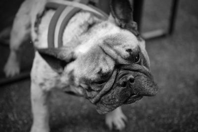 Close-up of a dog looking away