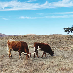 View of longhorns in pasture