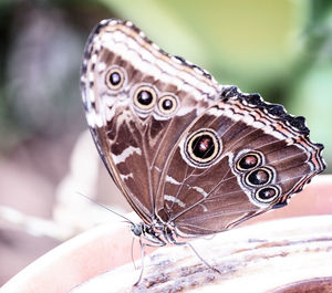 Close-up of butterfly on hand