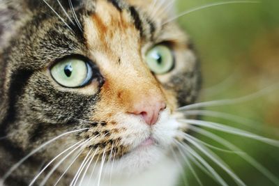 Close-up portrait of a cat