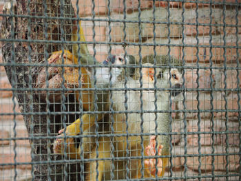 Close-up of birds in cage