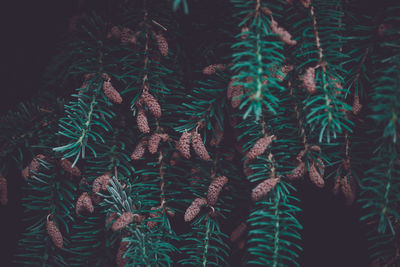 Close-up of pine tree