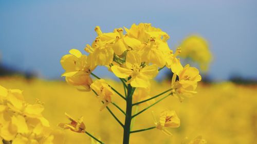 Close-up of flowers blooming in field