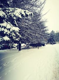 Snow covered trees against sky