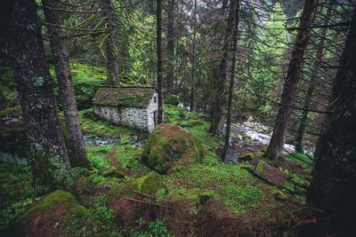 Trees in forest