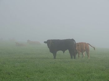Sheep grazing on grassy field