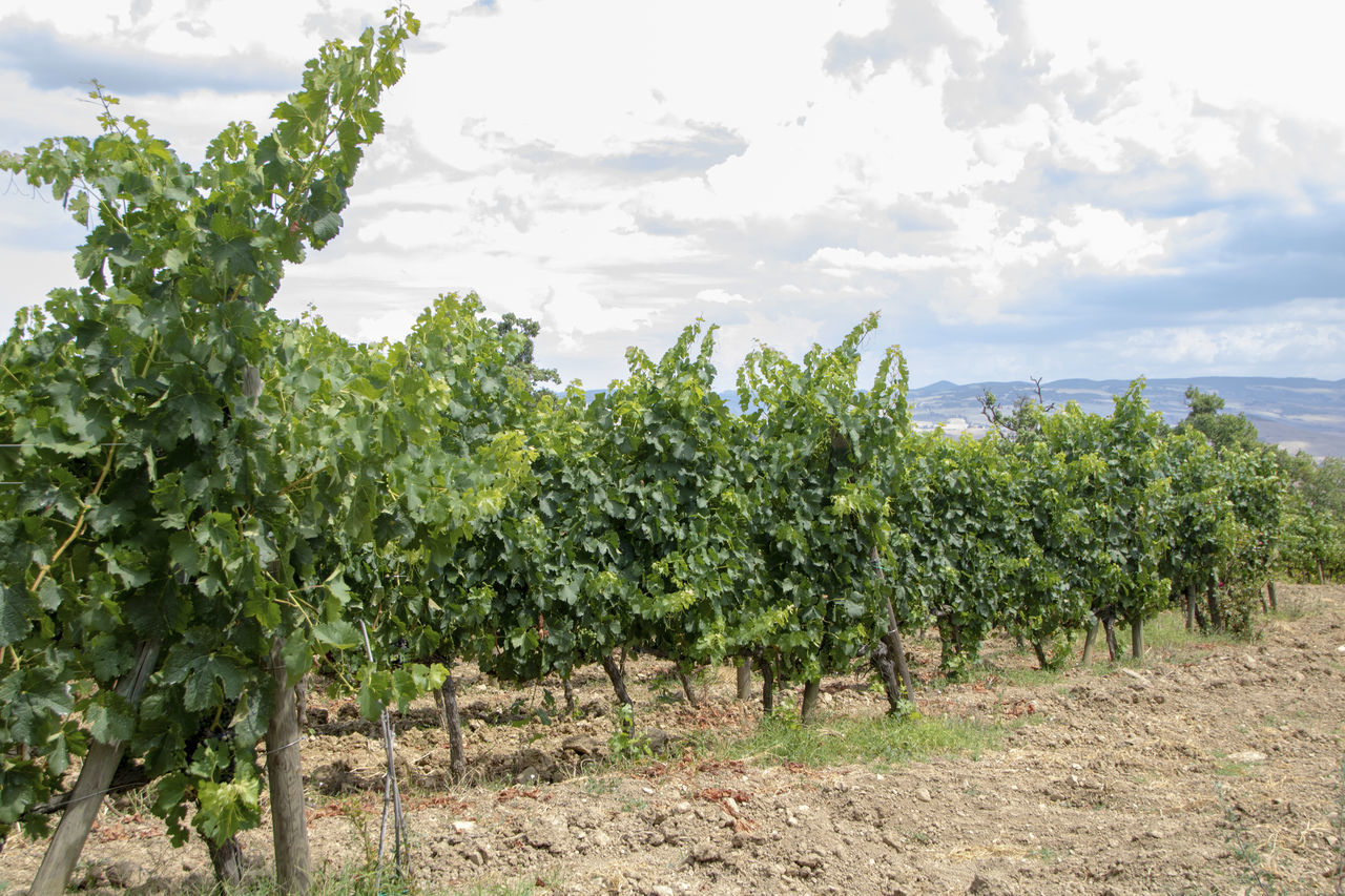 CROPS GROWING ON FIELD