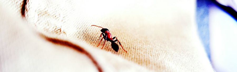 Close-up of ant on textile