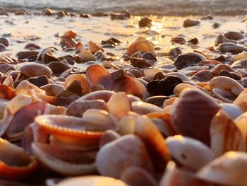Close-up of pebbles on beach during sunset