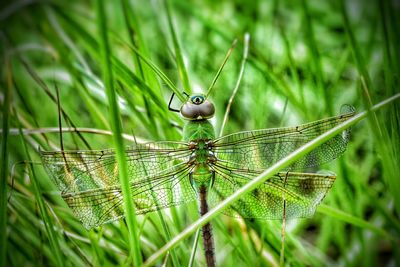 Bird perching on grass