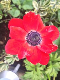 Close-up of red flower blooming outdoors