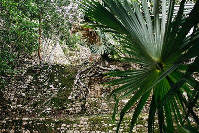 Close-up of palm tree in forest