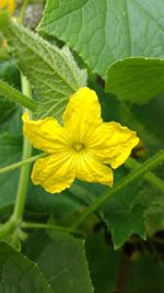 Close-up of yellow flower