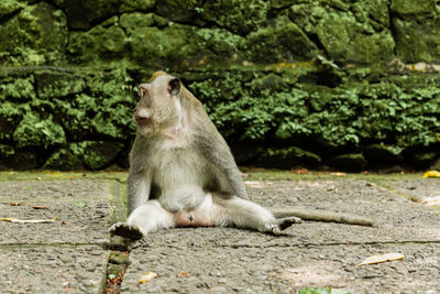 Close-up of monkey