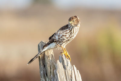 Close-up of a cooper's hawk perching on wooden post