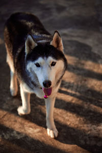 Portrait of dog standing on land