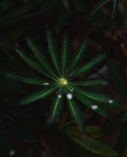 High angle view of plant growing on field