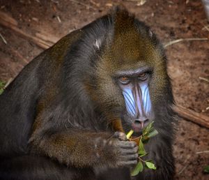 Close-up portrait of monkey eating