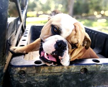 Close-up portrait of dog sitting outdoors