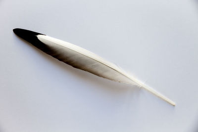 High angle view of feather on paper against white background