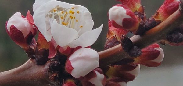 Close-up of white roses on plant