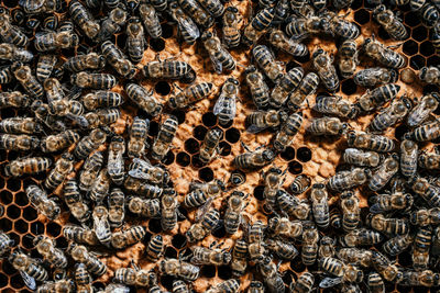 Full frame shot of bees