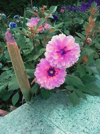 Close-up of pink flowers blooming outdoors